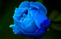 蓝玫瑰的花语是什么？有哪些？