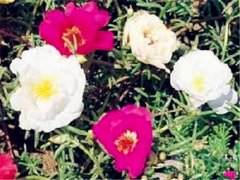 苔苏玫瑰的花语有哪些？