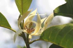 缅桂花的花语是什么，象征意义是什么