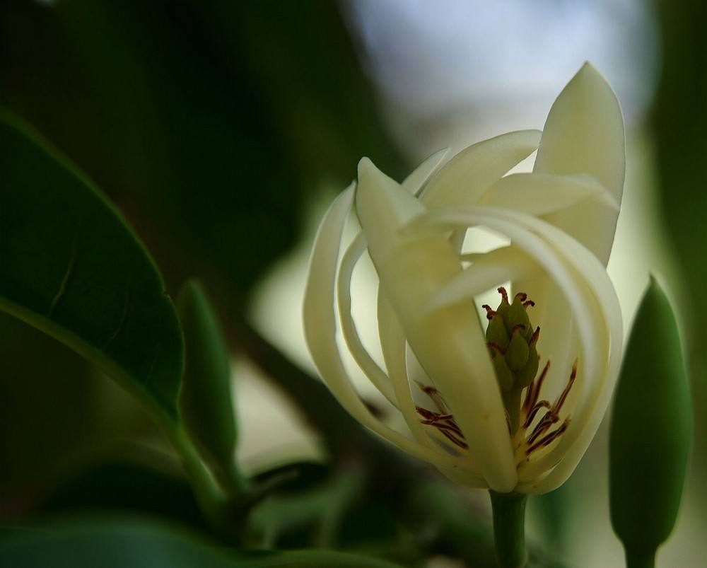 缅桂花的花语是什么，象征意义是什么