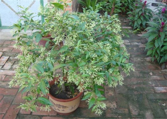 夜来香什么季节开花,夜来香花语传说 夜来香什么季节开花,夜来香花语传说