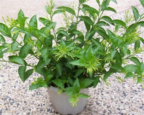 夜来香什么季节开花,夜来香花语传说 夜来香什么季节开花,夜来香花语传说