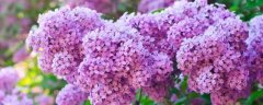 紫丁香花语和寓意是什么