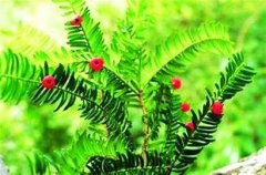 红豆杉怎么养，红豆杉的花语和传说