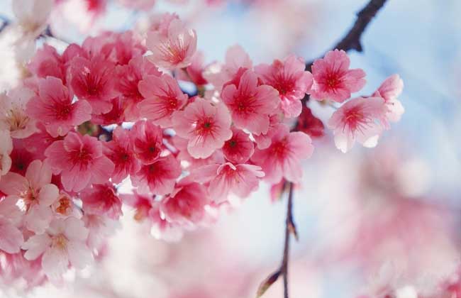樱花的花语是什么，樱花什么时候盛开