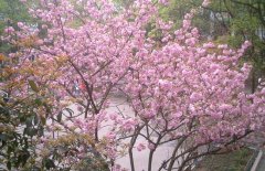 樱花的花语是什么，樱花什么时候盛开