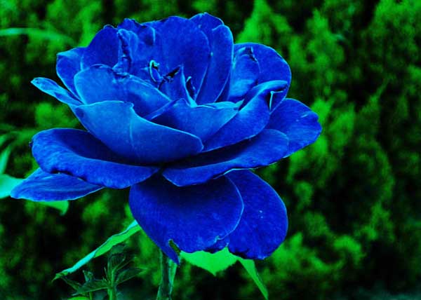 蓝色妖姬是什么花，蓝色妖姬的花语是什么