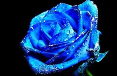 蓝色妖姬是什么花，蓝色妖姬的花语是什么