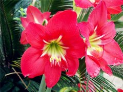 红水仙的花语有哪些？