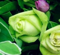 绿玫瑰的花语与含义有哪些？