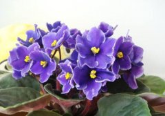 紫罗兰图片花语，不同颜色有着不同的含义