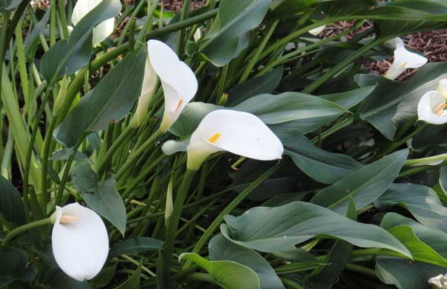 白色马蹄莲花语，马蹄莲的养殖方法