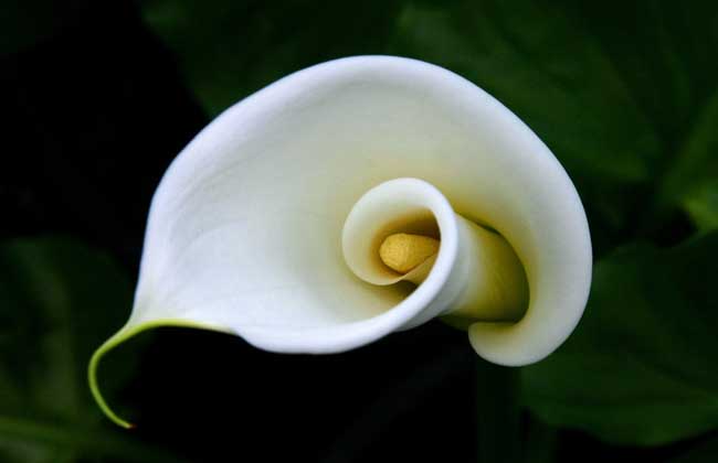 白色马蹄莲花语，马蹄莲的养殖方法