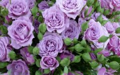 紫玫瑰的寓意有哪些 紫玫瑰的花语