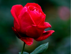 玫瑰花与月季花的区别，玫瑰花语大全介绍