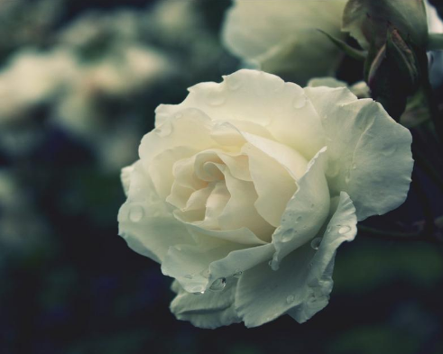 玫瑰花与月季花的区别，玫瑰花语大全介绍