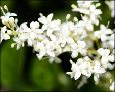 夜来香花语，夜来香可以放在室内吗