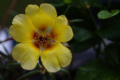 太阳花的花语和寓意，如何种植太阳花