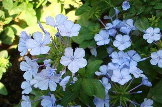 蓝雪花花语，蓝雪花可以养多少年