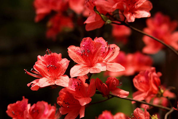 杜鹃花花语，杜鹃花怎么养