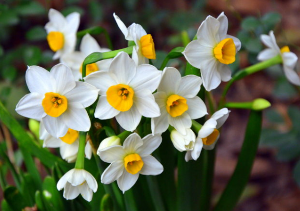 水仙花的养殖方法,水仙花花语是什么 水仙花的养殖方法,水仙花花语是什么