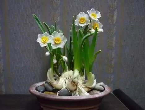 水仙花的养殖方法,水仙花花语是什么 水仙花的养殖方法,水仙花花语是什么