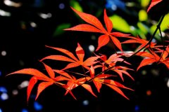 枫叶代表什么含义，枫叶的花语是什么
