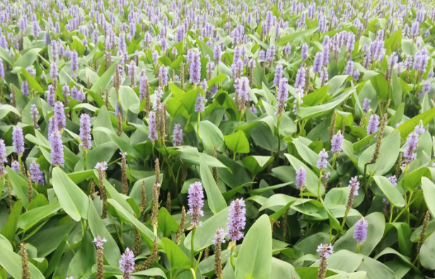 再力花的花语是什么，再力花有什么作用呢