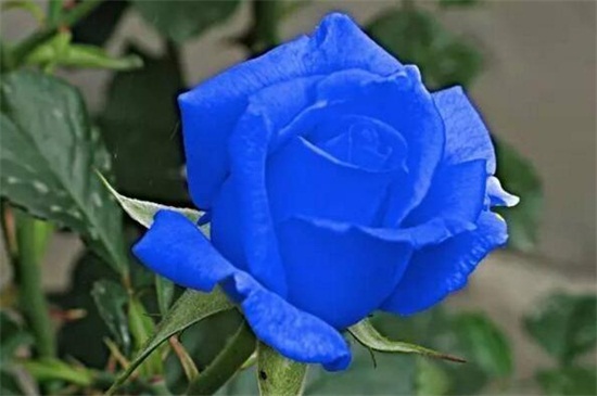 蓝色妖姬的花语，蓝色妖姬是玫瑰花吗