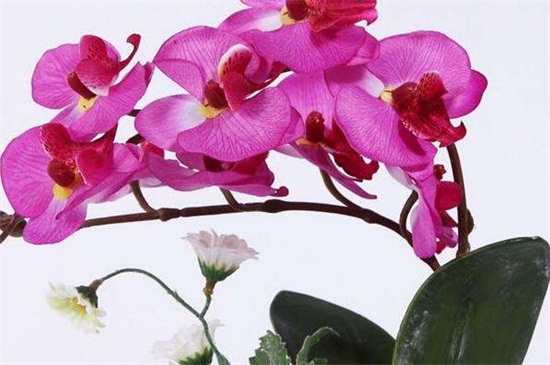 蝴蝶兰花怎么养，蝴蝶兰的花语和传说