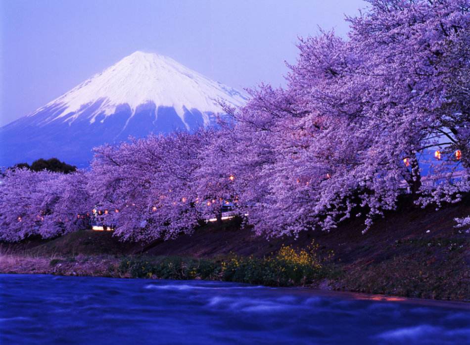 东京樱花花语传说，追寻生命的灿烂