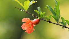 石榴花花语是什么，有什么象征意义？
