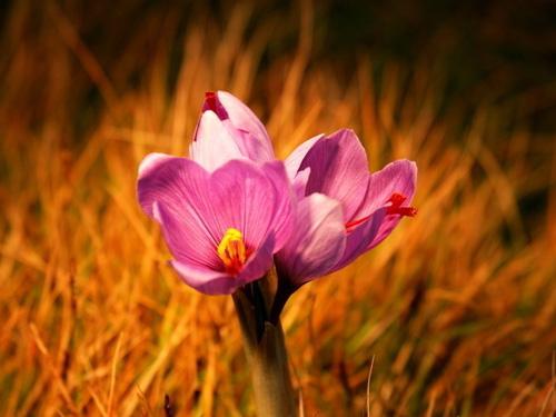 番红花花语是什么，它背后的故事又是什么