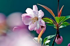 垂丝海棠花语是什么，关于游子的传说