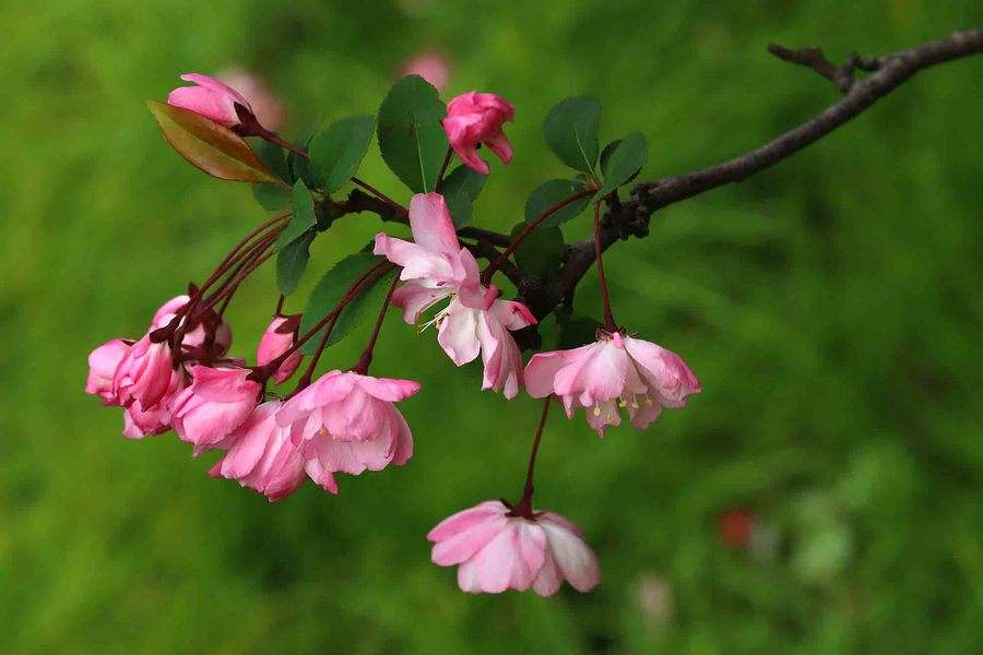 垂丝海棠花语是什么，关于游子的传说