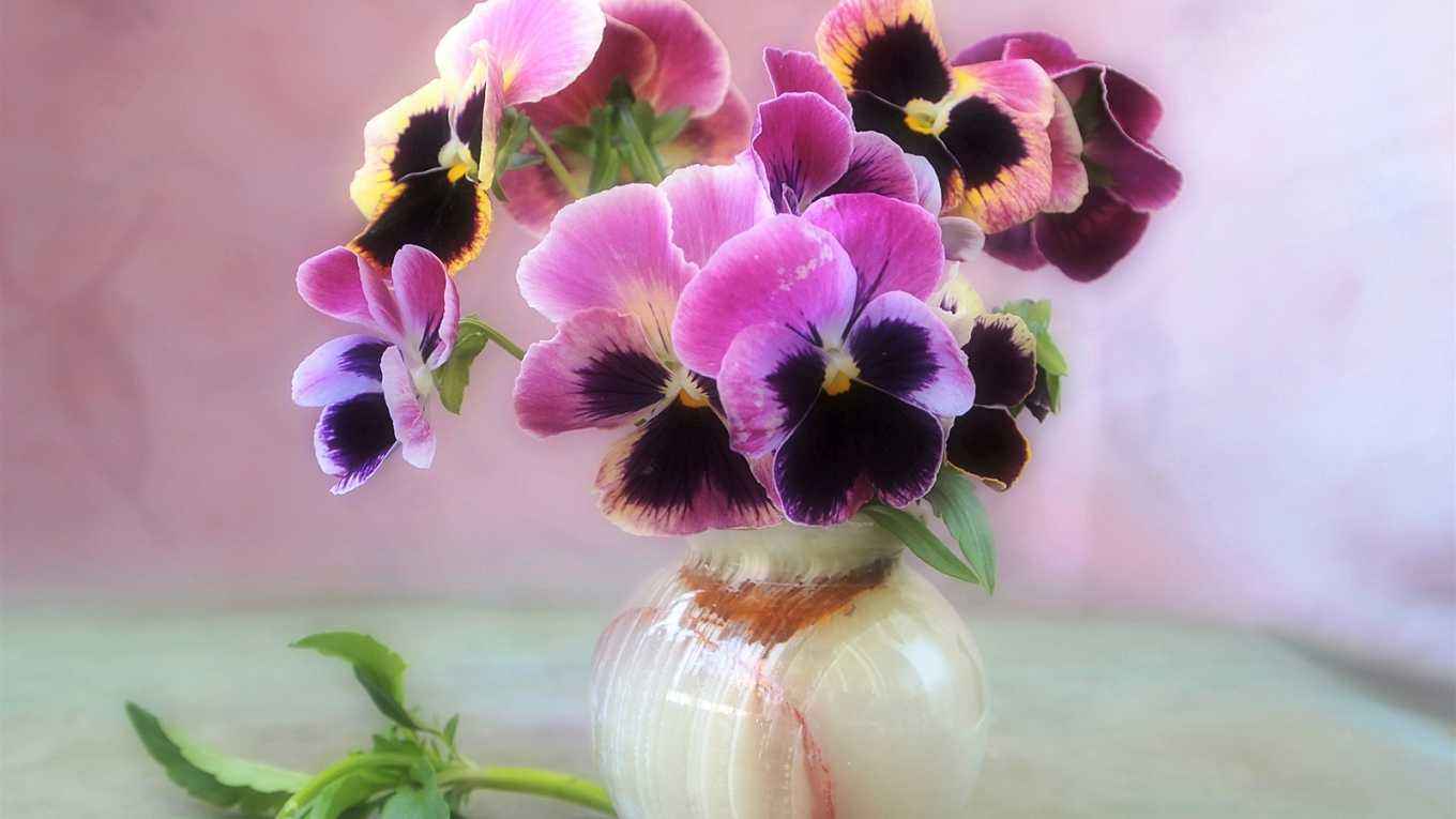 紫罗兰花语，永恒而神秘的爱意