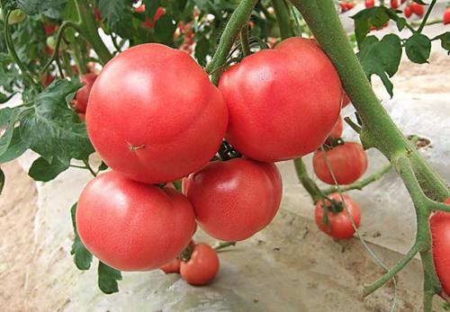 番茄汁的功效，番茄的花语及植物文化