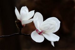 白玉兰的花期是什么时候，白玉兰的花语及象征意义