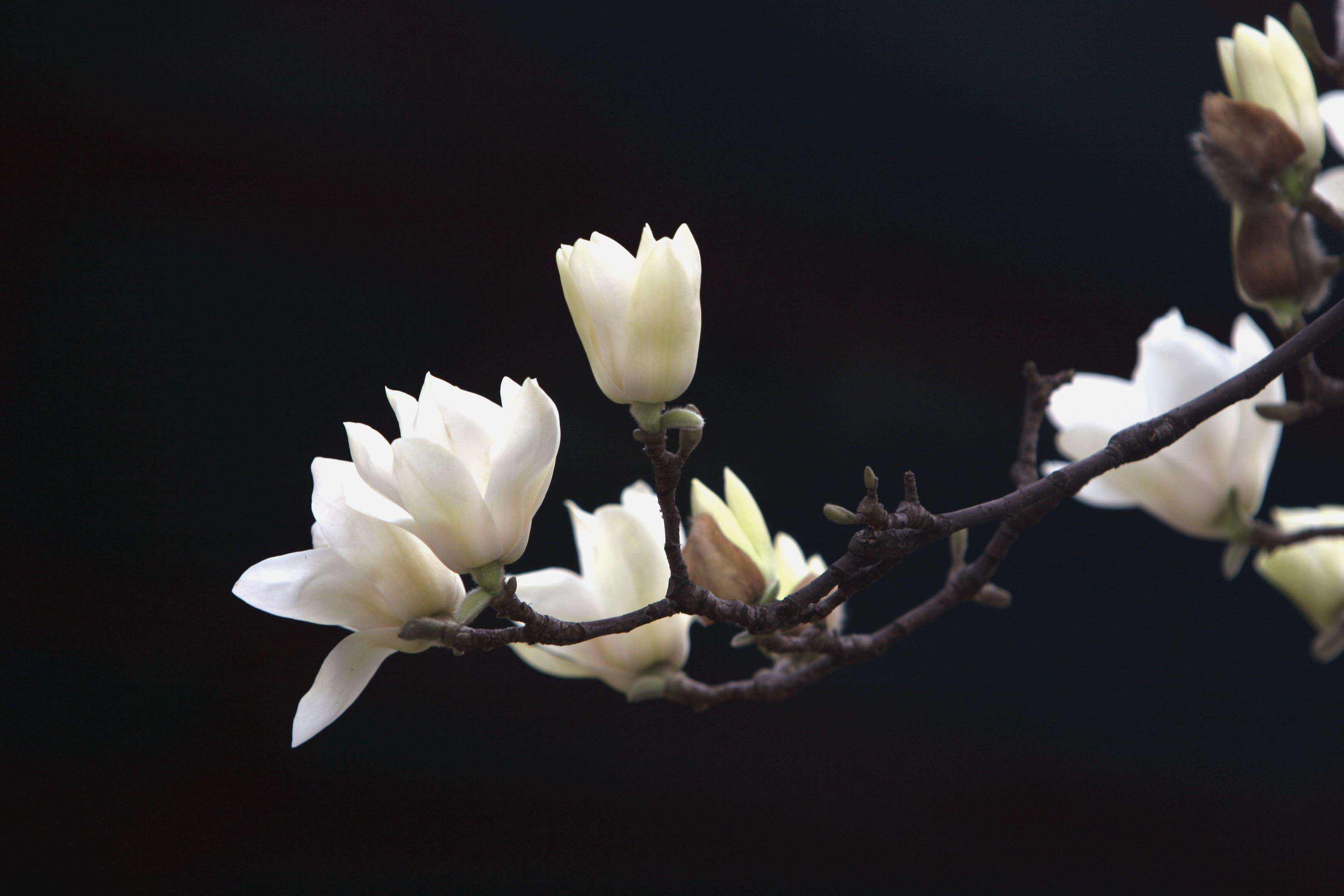 白玉兰的花期是什么时候，白玉兰的花语及象征意义
