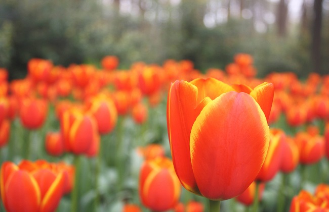 黑色郁金香花语， 郁金香怎么养