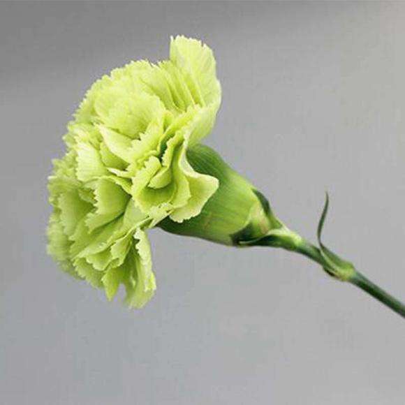 绿色康乃馨花语是什么，养护方法