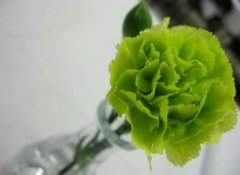 绿色康乃馨花语是什么，养护方法