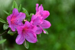 紫色杜鹃花的花语是什么，寓意是什么