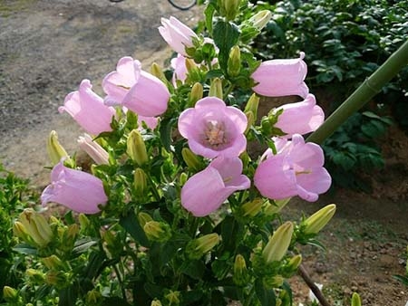 风铃草花语，风铃草种植方法