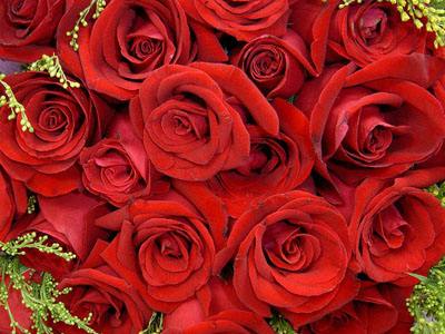 玫瑰花象征着什么品格，它的花语是什么
