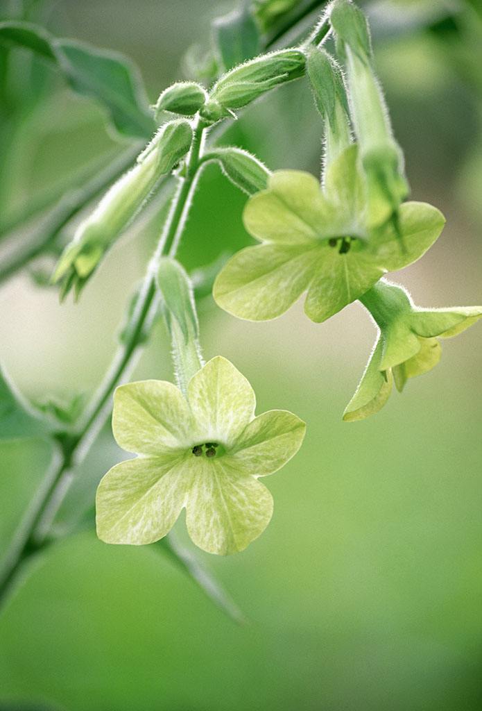 花烟草花语，专一的爱情