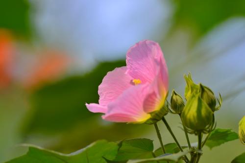 木芙蓉花的花语和传说，芙蓉花的饲养管理