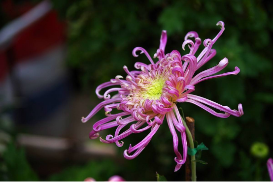 菊花的花语，菊花有哪些颜色