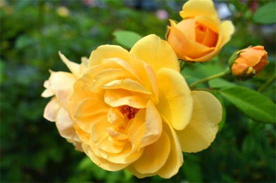黄玫瑰的花语是什么，11朵黄玫瑰花语是什么