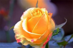 黄玫瑰的花语是什么，11朵黄玫瑰花语是什么